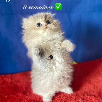 chaton British Longhair blue golden shaded Aya chatterie des rêves d'O Anna