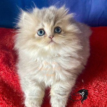 chaton British Longhair blue golden shaded Aya chatterie des rêves d'O Anna