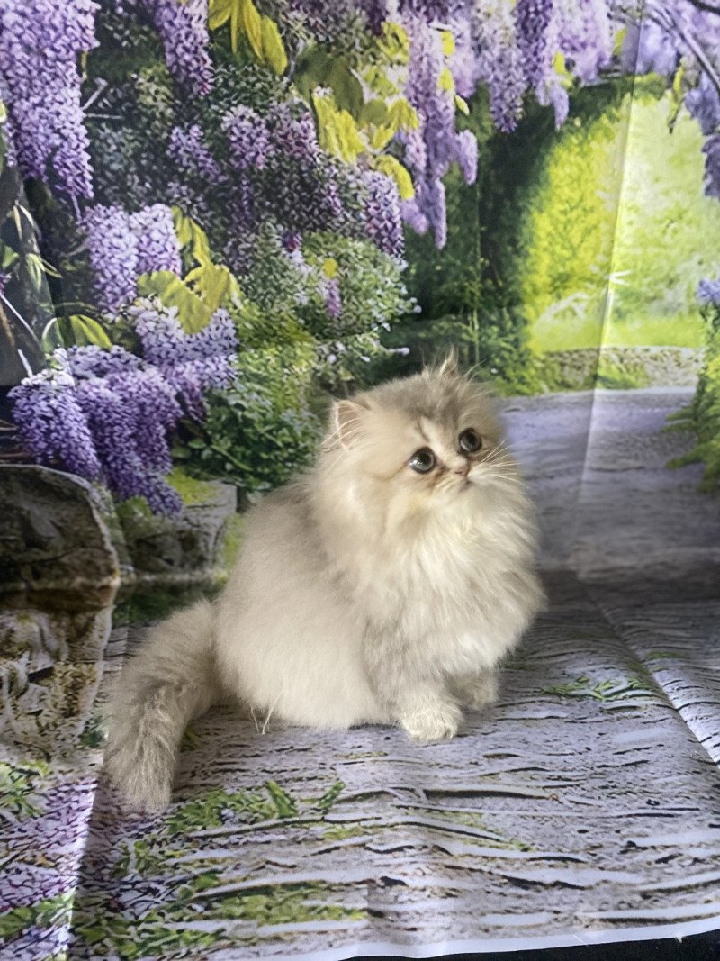 Aya des rêves d'O Anna Femelle British Longhair