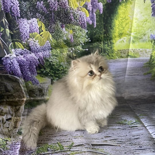 Aya des rêves d'O Anna Femelle British Longhair