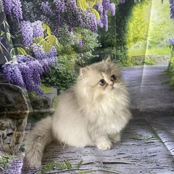 chaton British Longhair blue golden shaded Aya chatterie des rêves d'O Anna