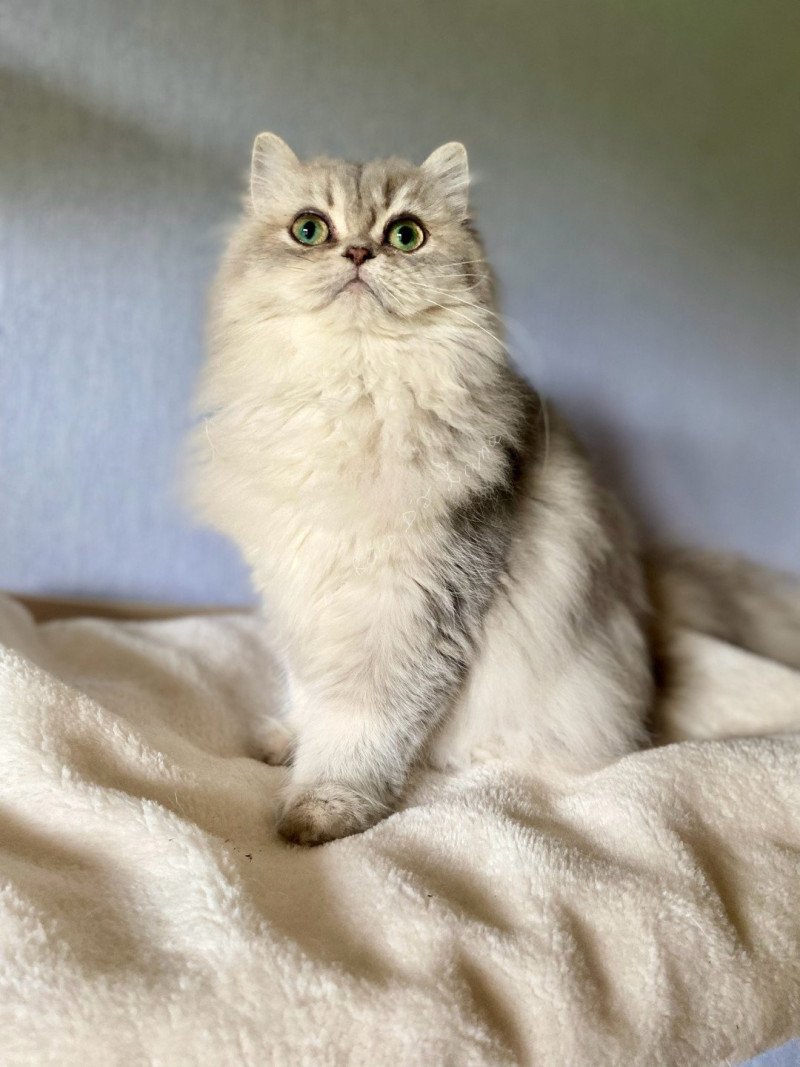 Aya des rêves d'O Anna Femelle British Longhair