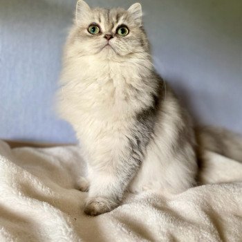 chaton British Longhair blue golden shaded Aya chatterie des rêves d'O Anna chaton British Longhair blue golden shaded Aya chatterie des rêves d'O Anna