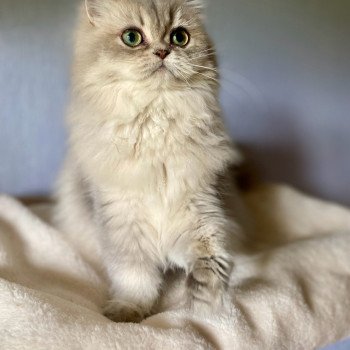 chaton British Longhair blue golden shaded Aya chatterie des rêves d'O Anna chaton British Longhair blue golden shaded Aya chatterie des rêves d'O Anna