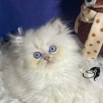 chaton British Longhair blue golden shaded point Ariel Blue Bell chatterie des rêves d'O Anna chaton British Longhair blue golden shaded point Ariel Blue Bell chatterie des rêves d'O Anna