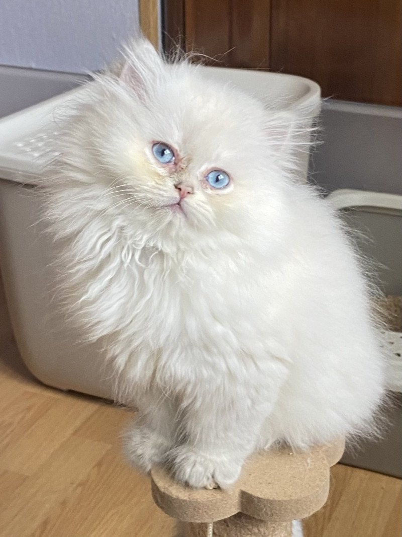 Ariel Blue Bell des rêves d'O Anna Femelle British Longhair Ariel Blue Bell des rêves d'O Anna Femelle British Longhair