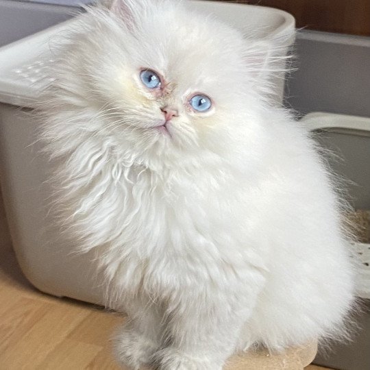 Ariel Blue Bell des rêves d'O Anna Femelle British Longhair