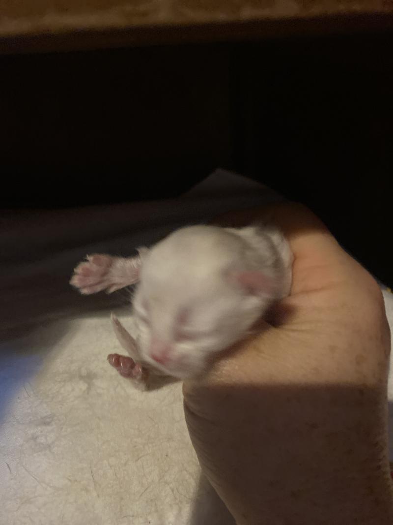 Collier gris des rêves d'O Anna Mâle British Longhair