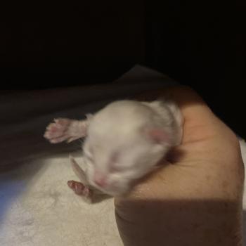 chaton British Longhair point chatterie des rêves d'O Anna