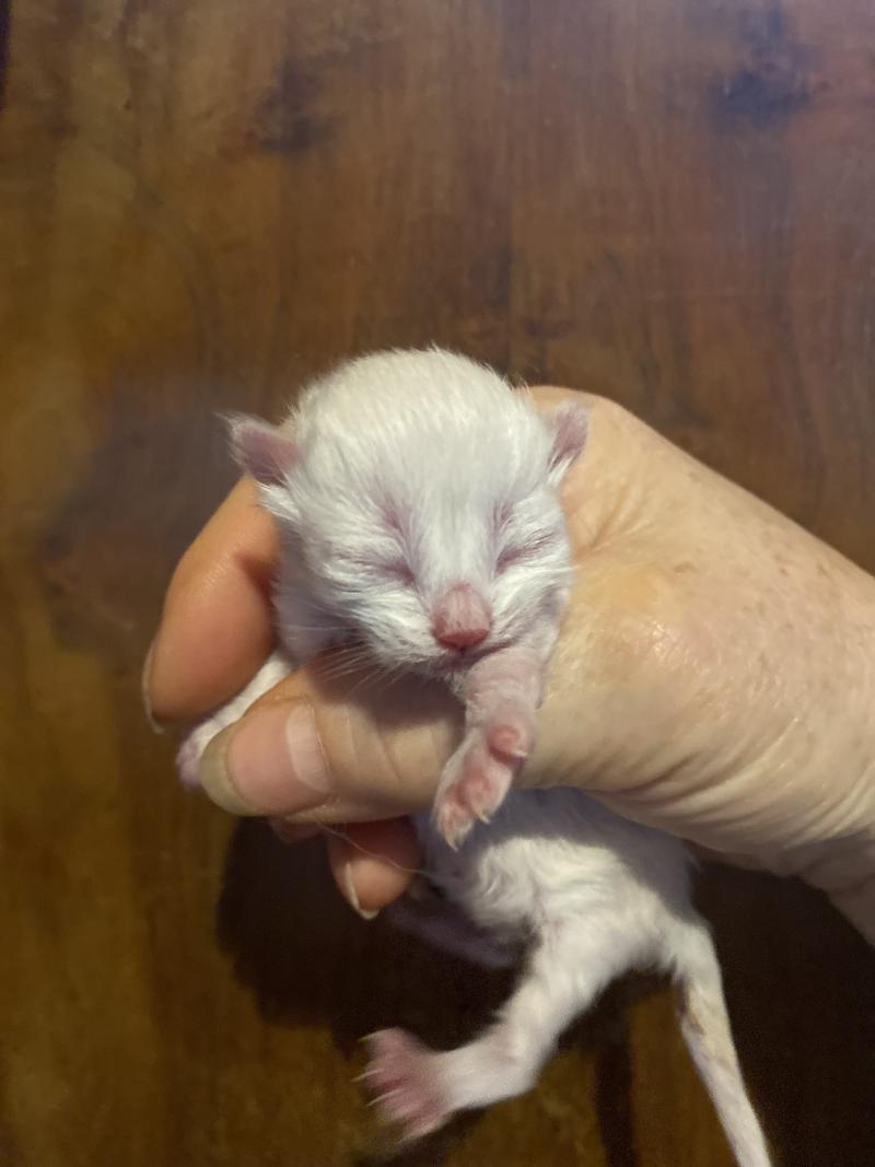 2e chaton (Portée Whitney ❤ Keizercats Teddy 2026) - Mâle point Collier marron Mâle British Longhair