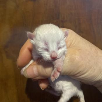 chaton British Longhair point chatterie des rêves d'O Anna
