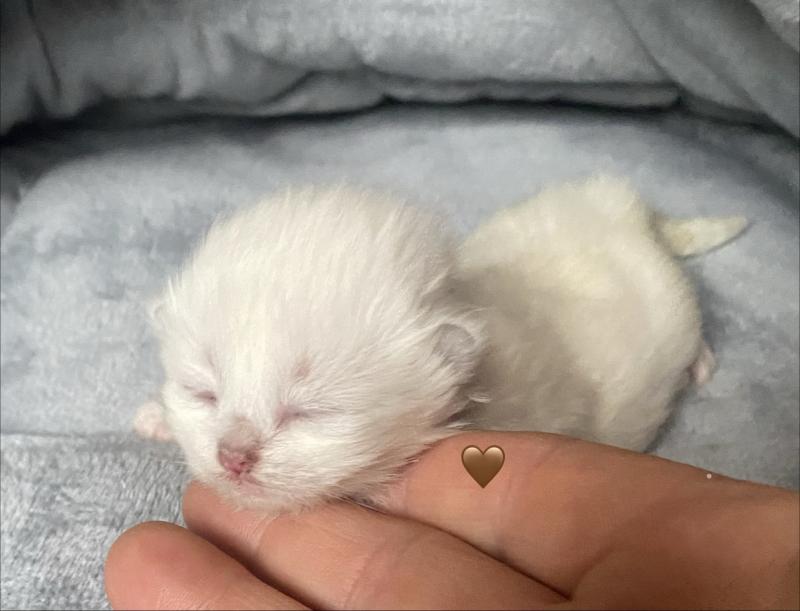 Collier marron des rêves d'O Anna Femelle British Longhair
