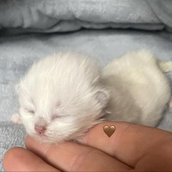 chaton British Longhair point Collier marron chatterie des rêves d'O Anna