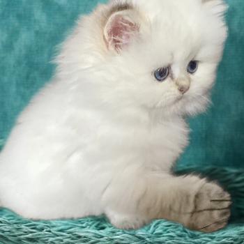 chaton British Longhair point Collier marron chatterie des rêves d'O Anna