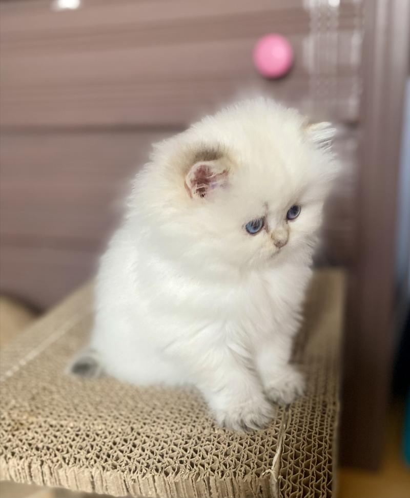 Bonnie des rêves d'O Anna Femelle British Longhair