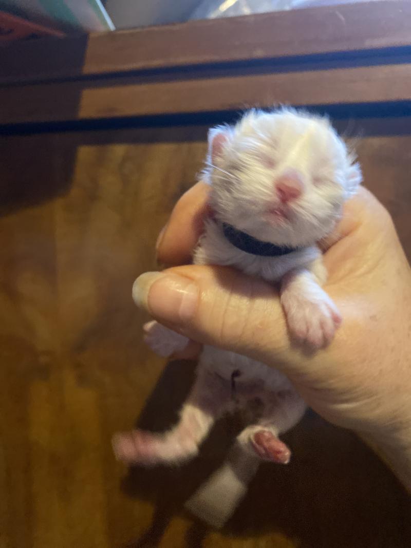 Collier violet des rêves d'O Anna Femelle British Longhair