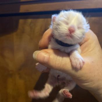 chaton British Longhair point chatterie des rêves d'O Anna