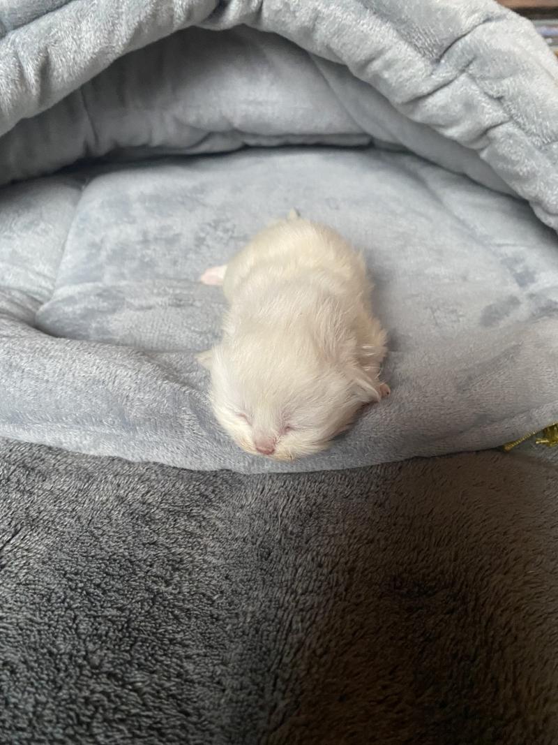 Collier violet des rêves d'O Anna Femelle British Longhair