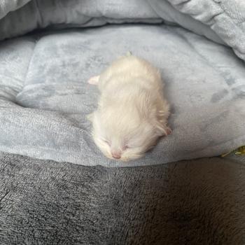 chaton British Longhair point Collier violet chatterie des rêves d'O Anna