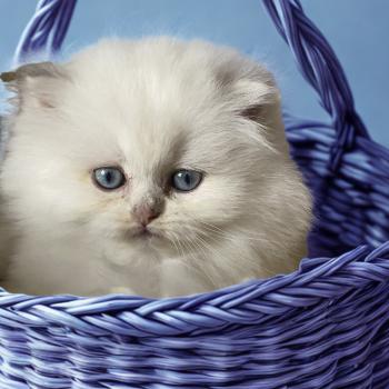 chaton British Longhair point Collier violet chatterie des rêves d'O Anna