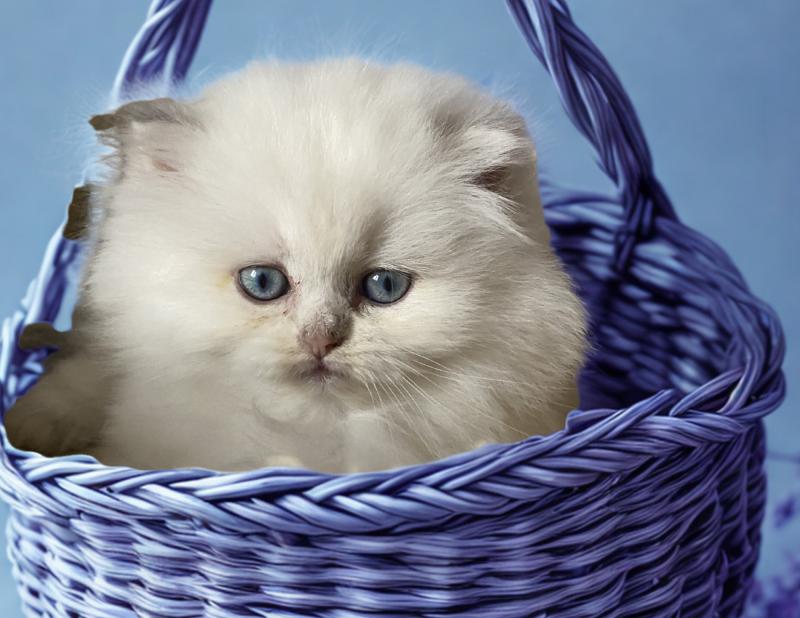 Babette des rêves d'O Anna Femelle British Longhair