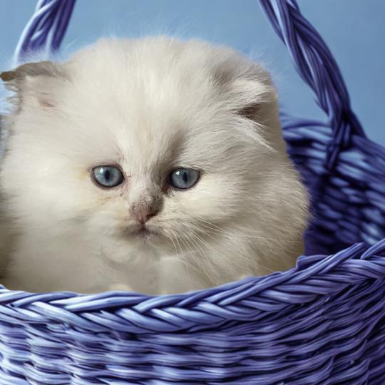 Babette des rêves d'O Anna Femelle British Longhair