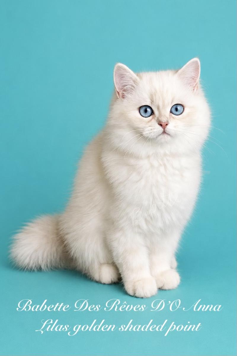 Babette des rêves d'O Anna Femelle British Longhair