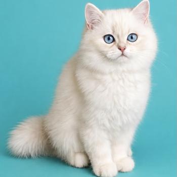 chaton British Longhair lilac golden shaded point Babette chatterie des rêves d'O Anna