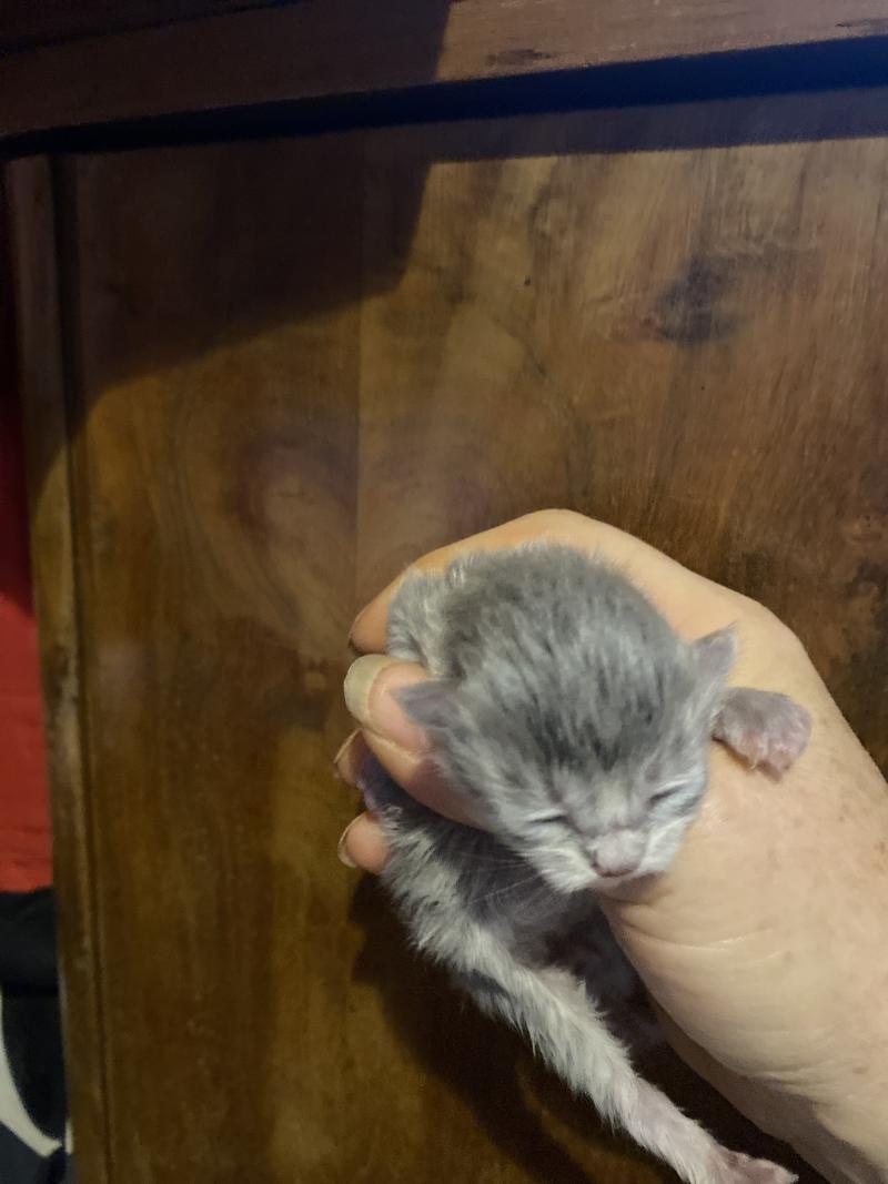 4e chaton (Portée Whitney ❤ Keizercats Teddy 2026) - Mâle blue Collier vert Mâle British Longhair