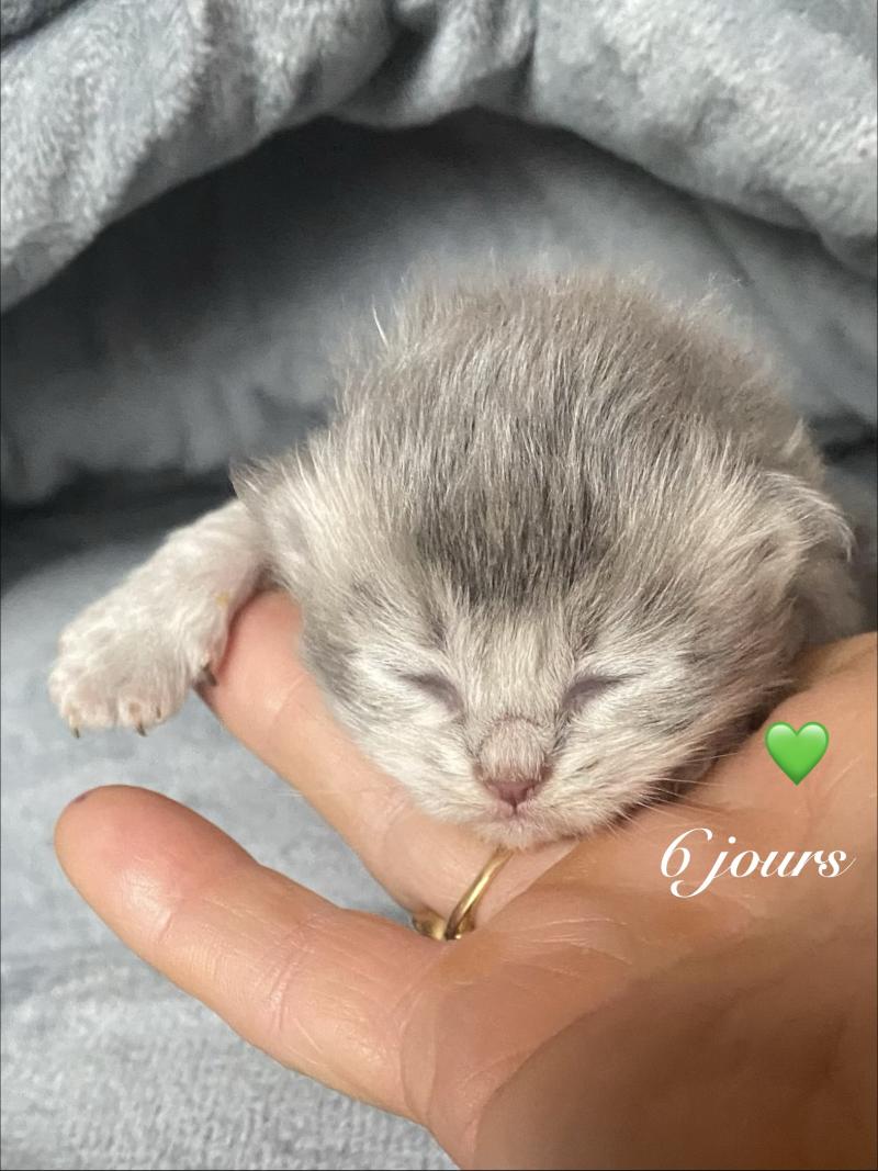 4e chaton (Portée Whitney ❤ Keizercats Teddy 2026) - Mâle blue Collier vert Mâle British Longhair