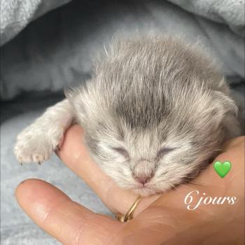 chaton British Longhair blue chatterie des rêves d'O Anna