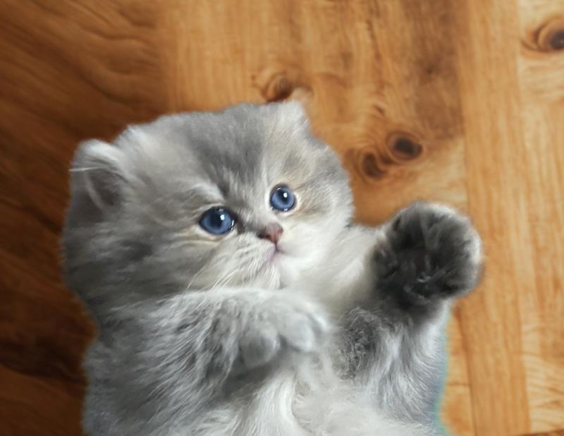 Berlioz des rêves d'O Anna Mâle British Longhair