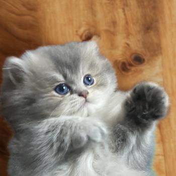 chaton British Longhair blue chatterie des rêves d'O Anna