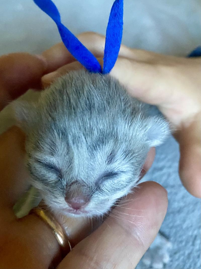 Bilbou des rêves d'O Anna Mâle British Longhair