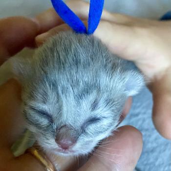 chaton British Longhair blue shaded chatterie des rêves d'O Anna