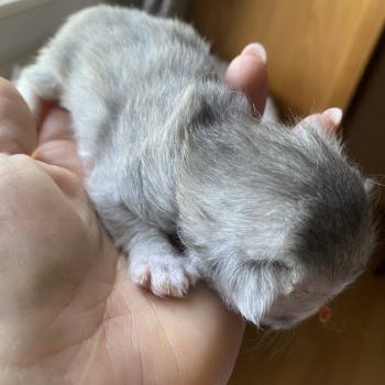 chaton British Longhair blue golden shaded Bilbou chatterie des rêves d'O Anna