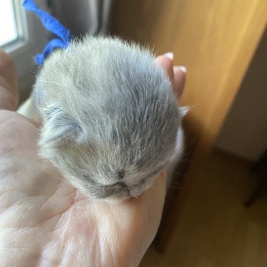 Bilbou des rêves d'O Anna Mâle British Longhair