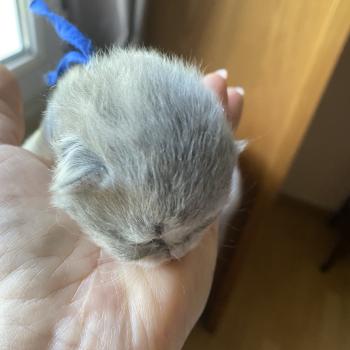 chaton British Longhair blue golden shaded Bilbou chatterie des rêves d'O Anna