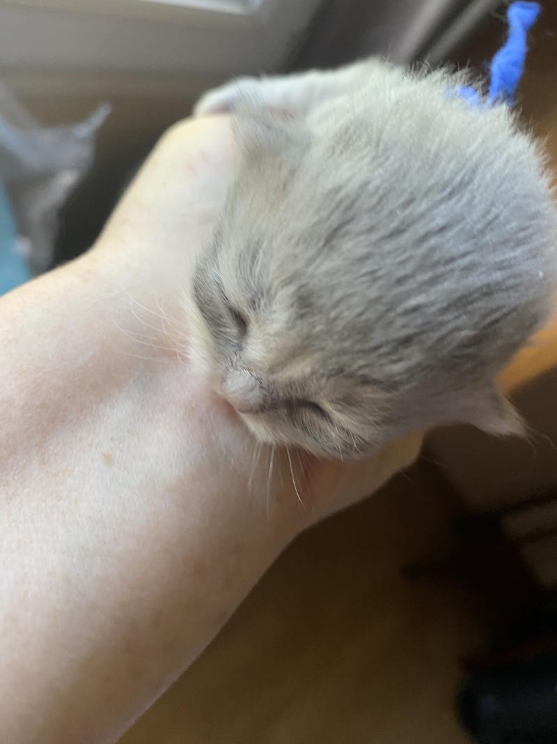 Bilbou des rêves d'O Anna Mâle British Longhair