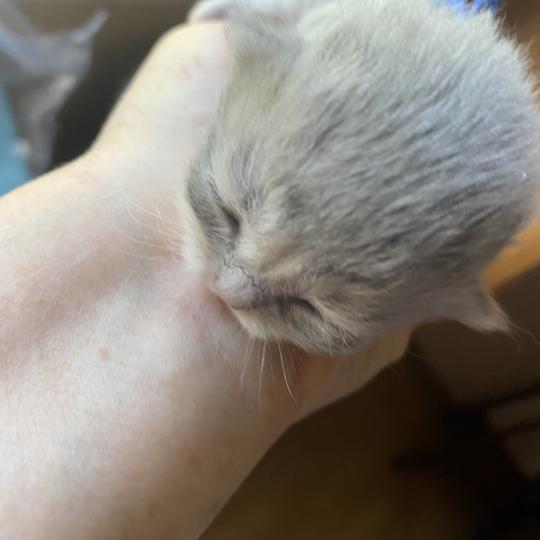 Bilbou des rêves d'O Anna Mâle British Longhair