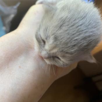 chaton British Longhair blue golden shaded Bilbou chatterie des rêves d'O Anna