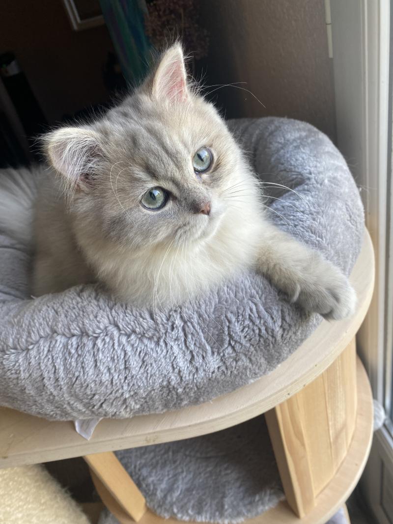 Bilbou des rêves d'O Anna Mâle British Longhair