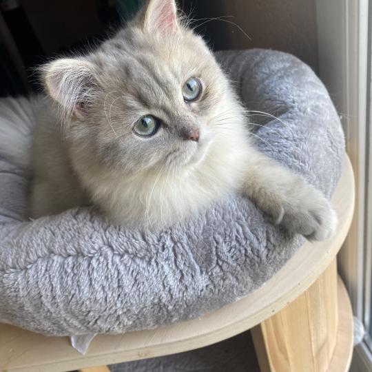 Bilbou des rêves d'O Anna Mâle British Longhair