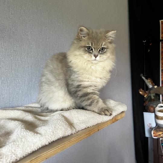 Bilbou des rêves d'O Anna Mâle British Longhair