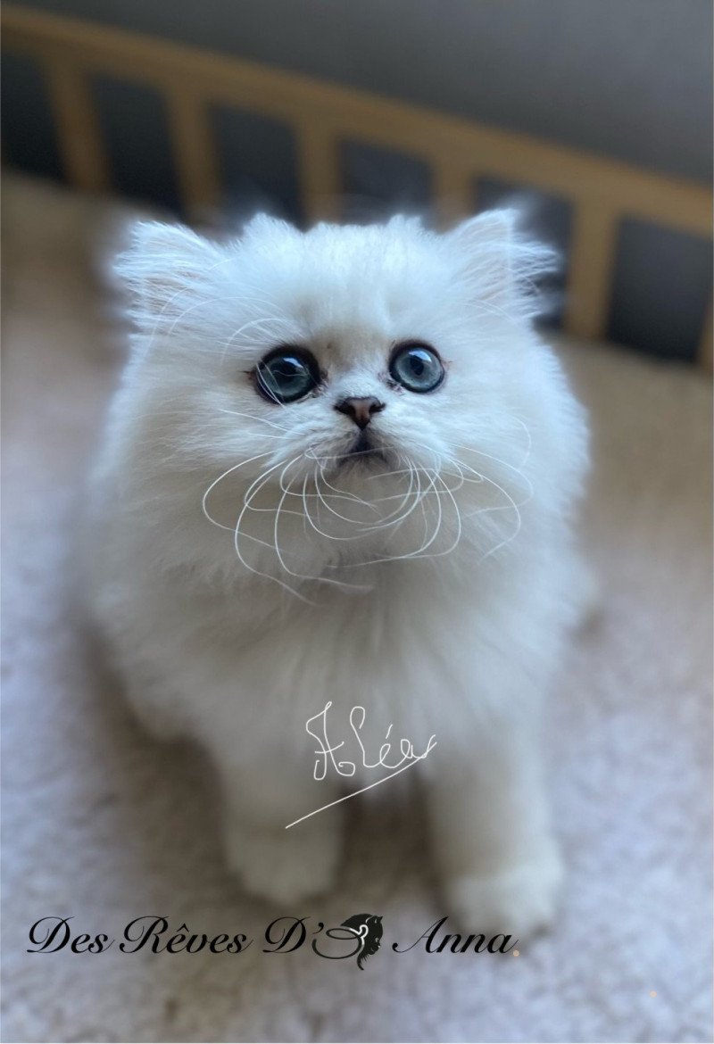 Aléa des rêves d'O Anna Femelle British Longhair Aléa des rêves d'O Anna Femelle British Longhair