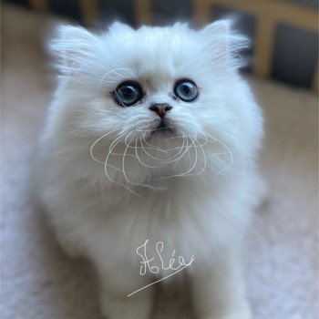chaton British Longhair black silver shaded Aléa chatterie des rêves d'O Anna chaton British Longhair black silver shaded Aléa chatterie des rêves d'O Anna