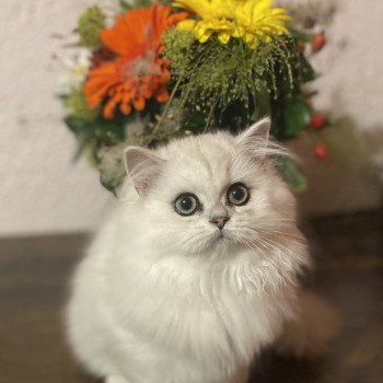 chaton British Longhair black silver shaded Aléa chatterie des rêves d'O Anna