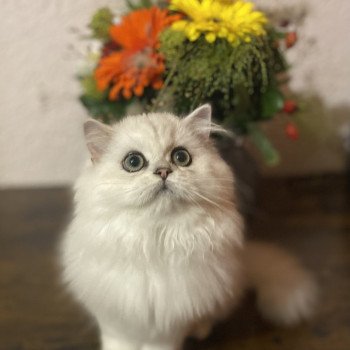 chaton British Longhair black silver shaded Aléa chatterie des rêves d'O Anna