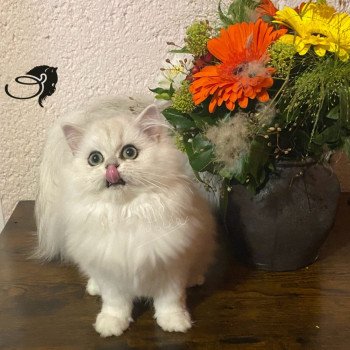 chaton British Longhair black silver shaded Aléa chatterie des rêves d'O Anna