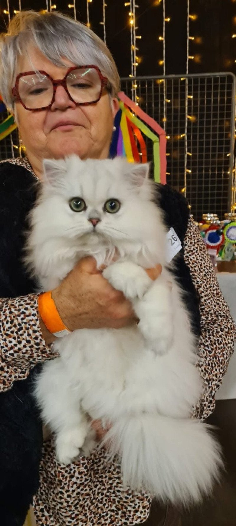 Aléa des rêves d'O Anna Femelle British Longhair